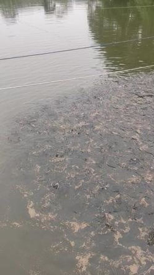 深耕内陆水产养殖 红盛水产的黄骨鱼养殖与销售之路