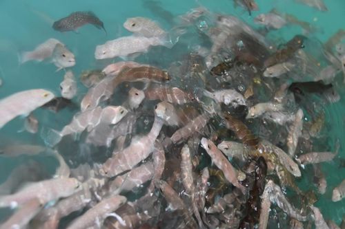 技术驱动未来 海璟水产以创新引领内陆可持续水产养殖新潮流