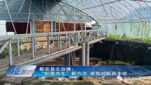 虾菜共生 内陆水产养殖与无土栽培的完美牵手，实现年产值7000万元双丰收