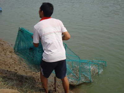 湖南常德澧县 内陆转型结硕果，南美白对虾养殖已成特色产业