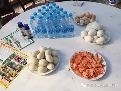 内陆水产新突破 纯物理杀菌技术助力“草原虾”亩产达2000斤