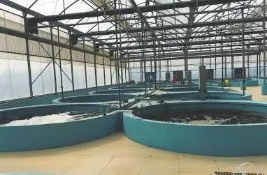 “益生菌+循环水”模式 攻克内陆南美白对虾养殖难题，实现每平方米5公斤高产