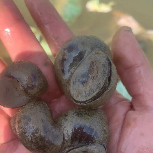 2016年阿尔及利亚内陆水产养殖技术培训班开班，助力水产养殖与销售融合发展