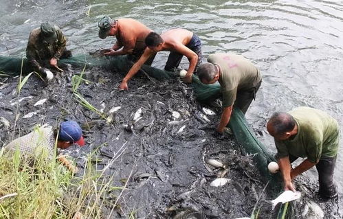 水产养殖冬季管理 内陆养殖销售的关键攻坚期