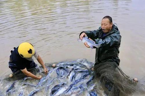 内陆水产养殖 警惕这10个防病误区，守护您的养殖收益