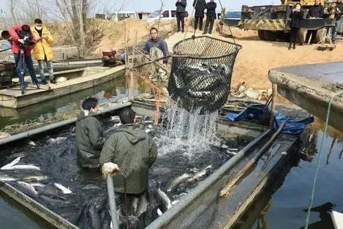 水产养殖必备技能 如何计算最合适的饵料系数？内陆养殖户销售增效指南