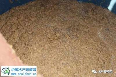 退伍军人土塘试养对虾亩产1100斤，内陆淡水养殖即将雄起！