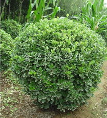 全球花木网 苗木与花卉产品的数字化展示平台