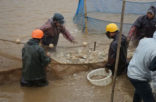 珠海金湾区黄鳍鲷滞销问题缓解，内陆水产养殖销售助力市场回暖
