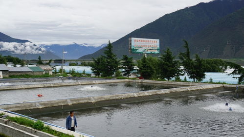 高原鱼虾游进寻常百姓家 珠海援藏力量填补西藏水产养殖产业化空白